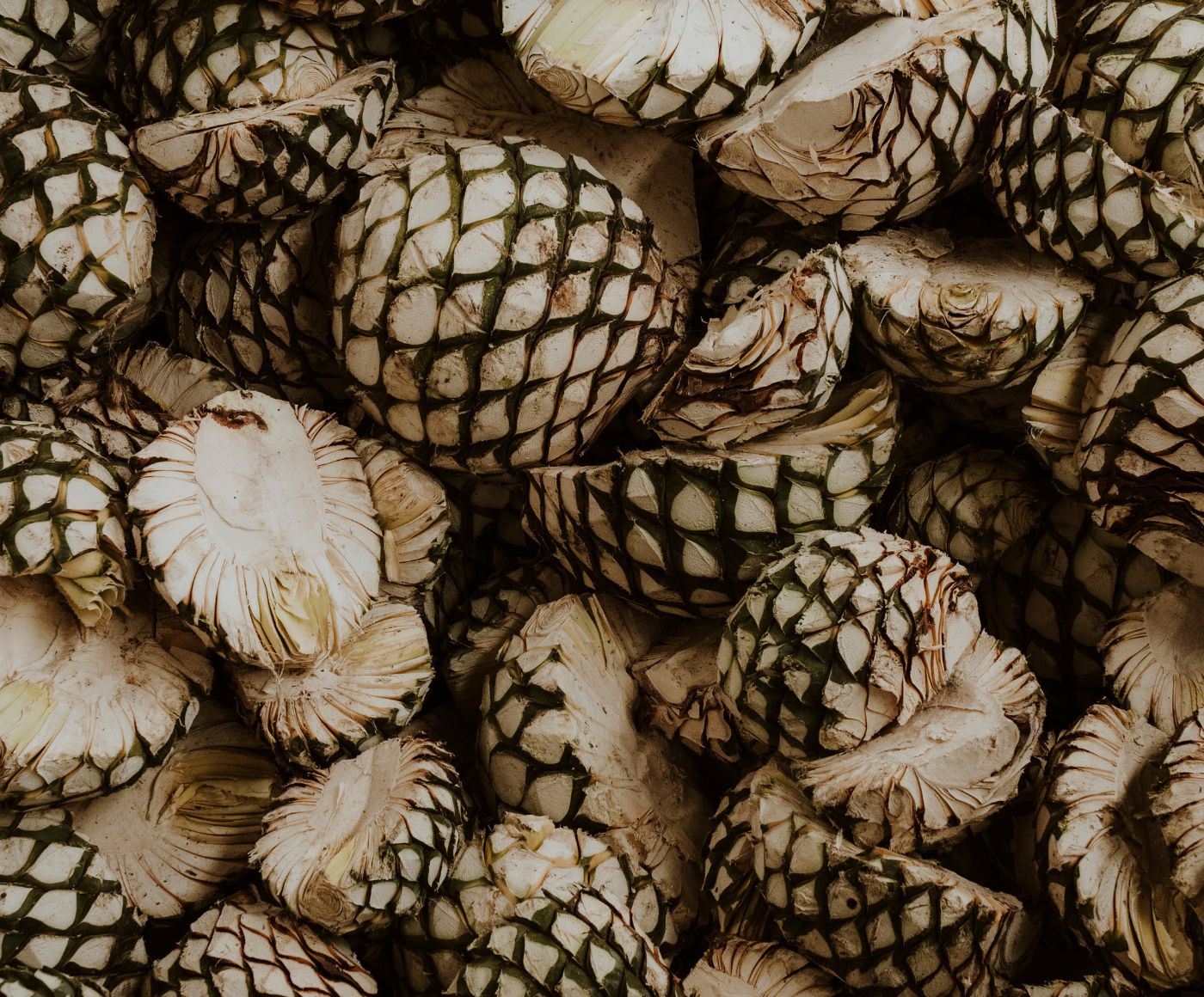 Siembra — Agave azul en tierra volcánica